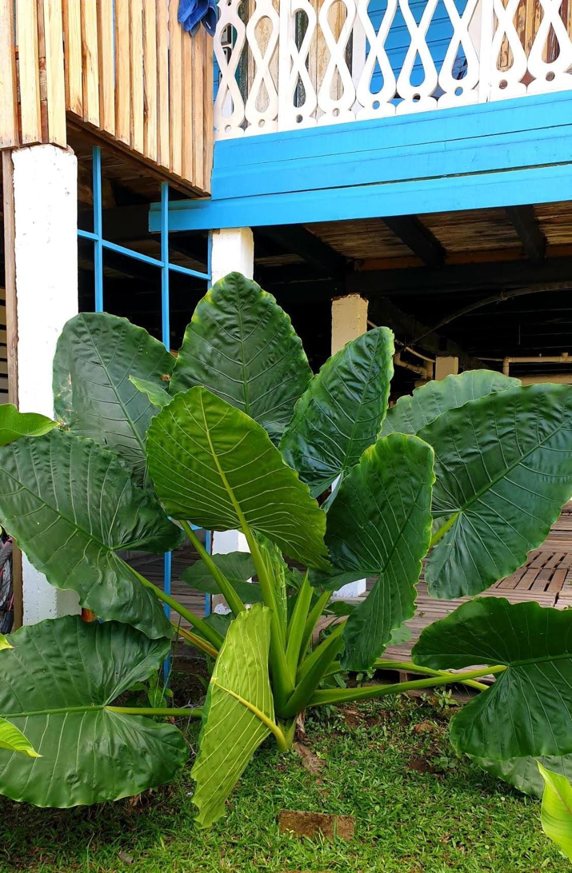 Old Bocasso Hostel Bocas Town Ngoại thất bức ảnh